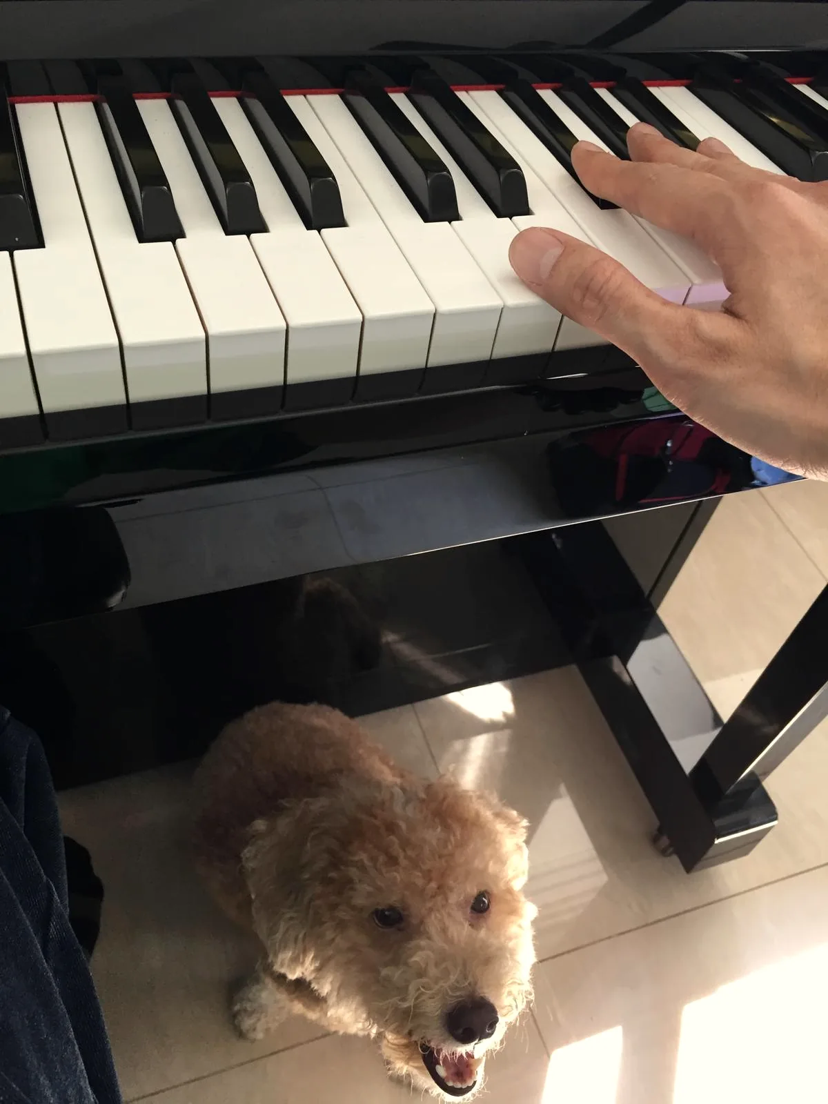 A hand resting on the keys of a black piano, with a small curly-haired dog sitting beneath it